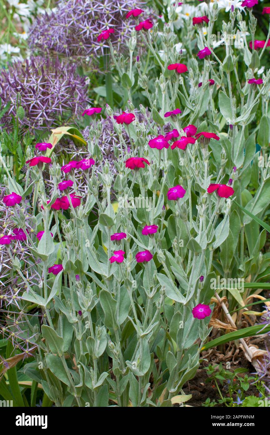 Rose campion (Lychnis coronaria) in bloom in a garden Stock Photo Alamy