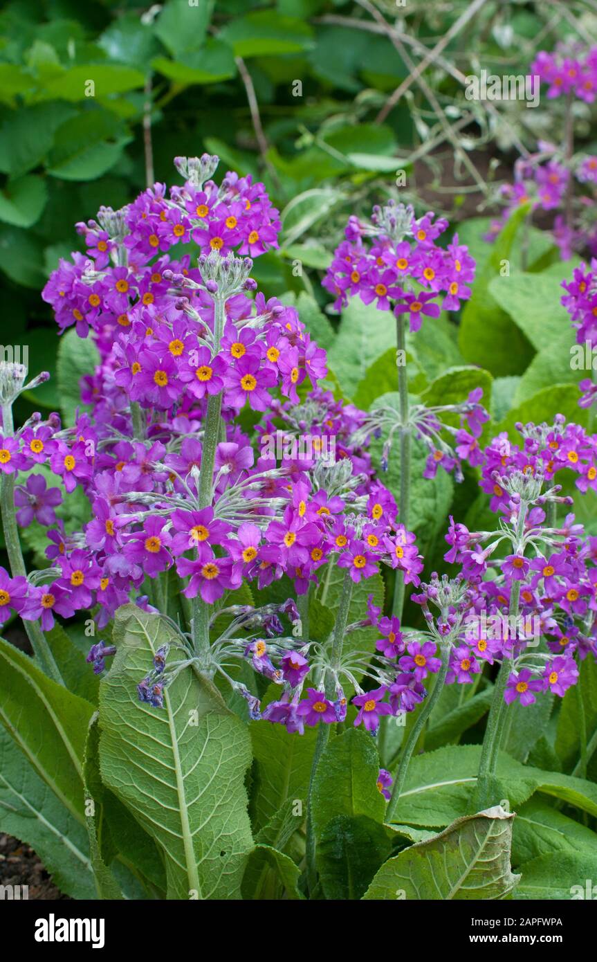 Candelabra Primrose (Primula beesiana) in bloom Stock Photo Alamy