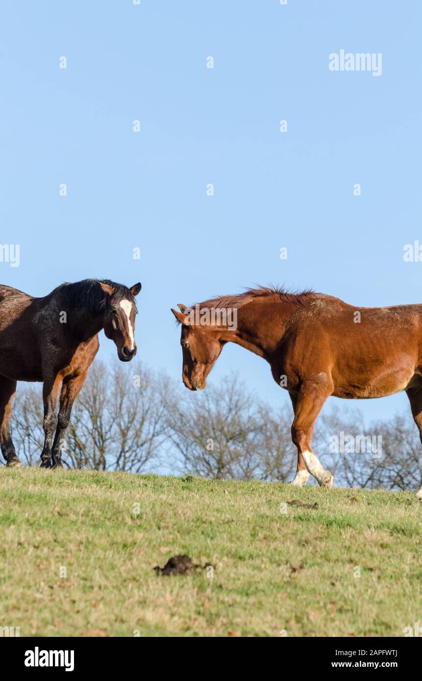 Domestic horses (Equus ferus caballus) on a pasture in the countryside ...