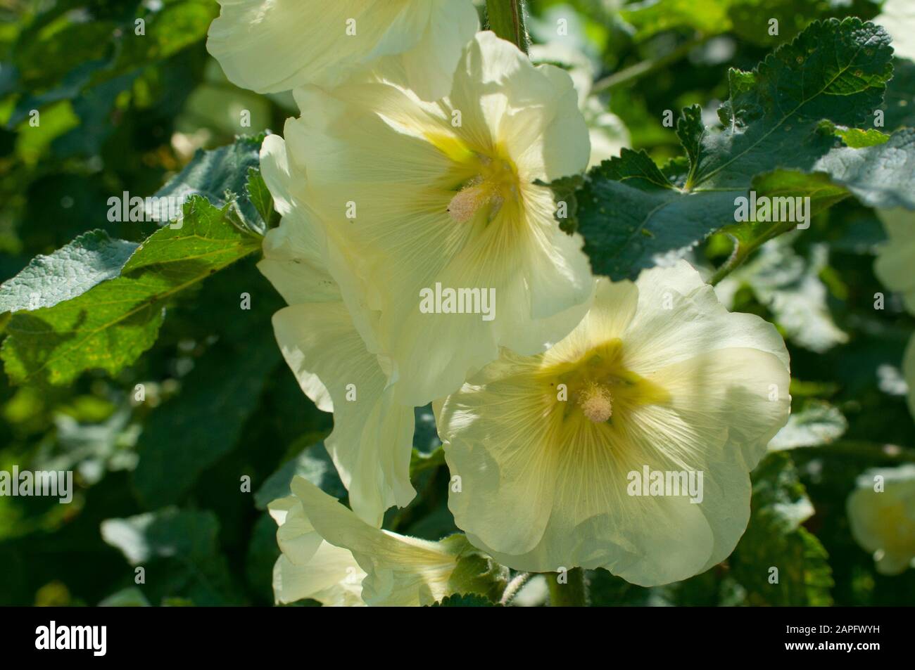 Alcea hi-res stock photography and images - Page 2 - Alamy