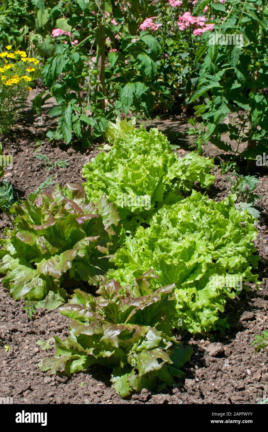 Batavia lettuce (Lactuca sativa var. Batavia), in the vegetable garden Stock Photo