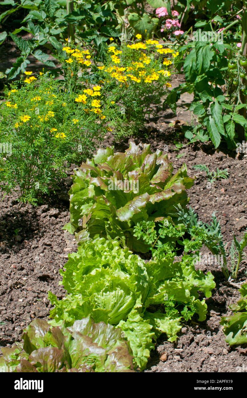 Batavia lettuce (Lactuca sativa var. Batavia), in the vegetable garden