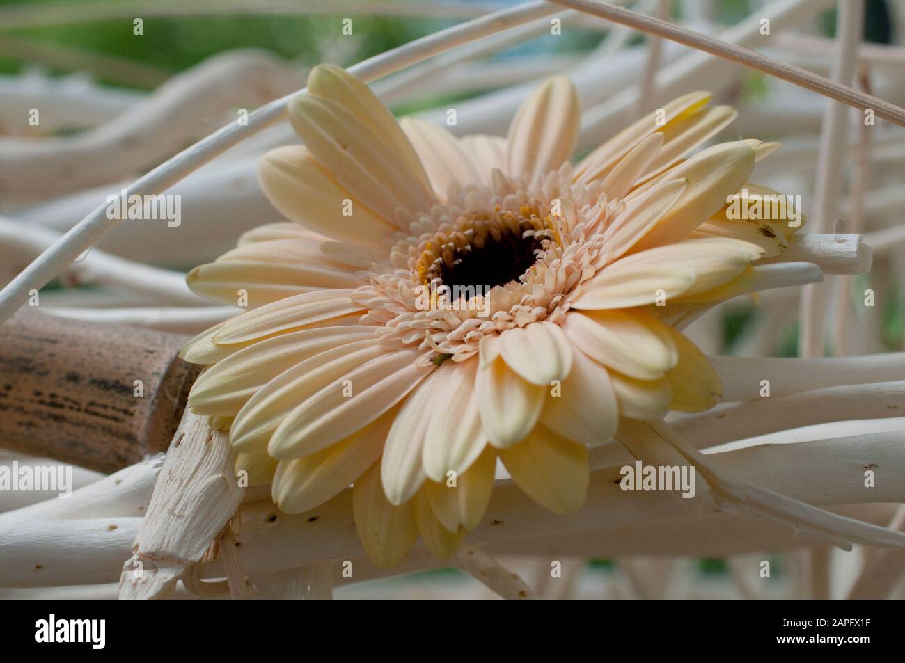 Gerbera on a bouquet indoors Stock Photo