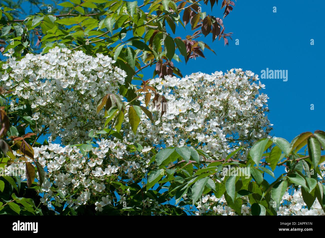 White climbing rose (Rosa sp) 'Garland of Love' on blue sky background ...