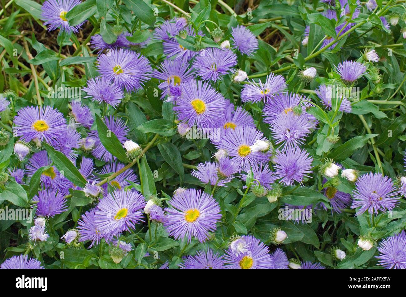 Showy Fleabane (Erigeron speciosus) flowers Stock Photo