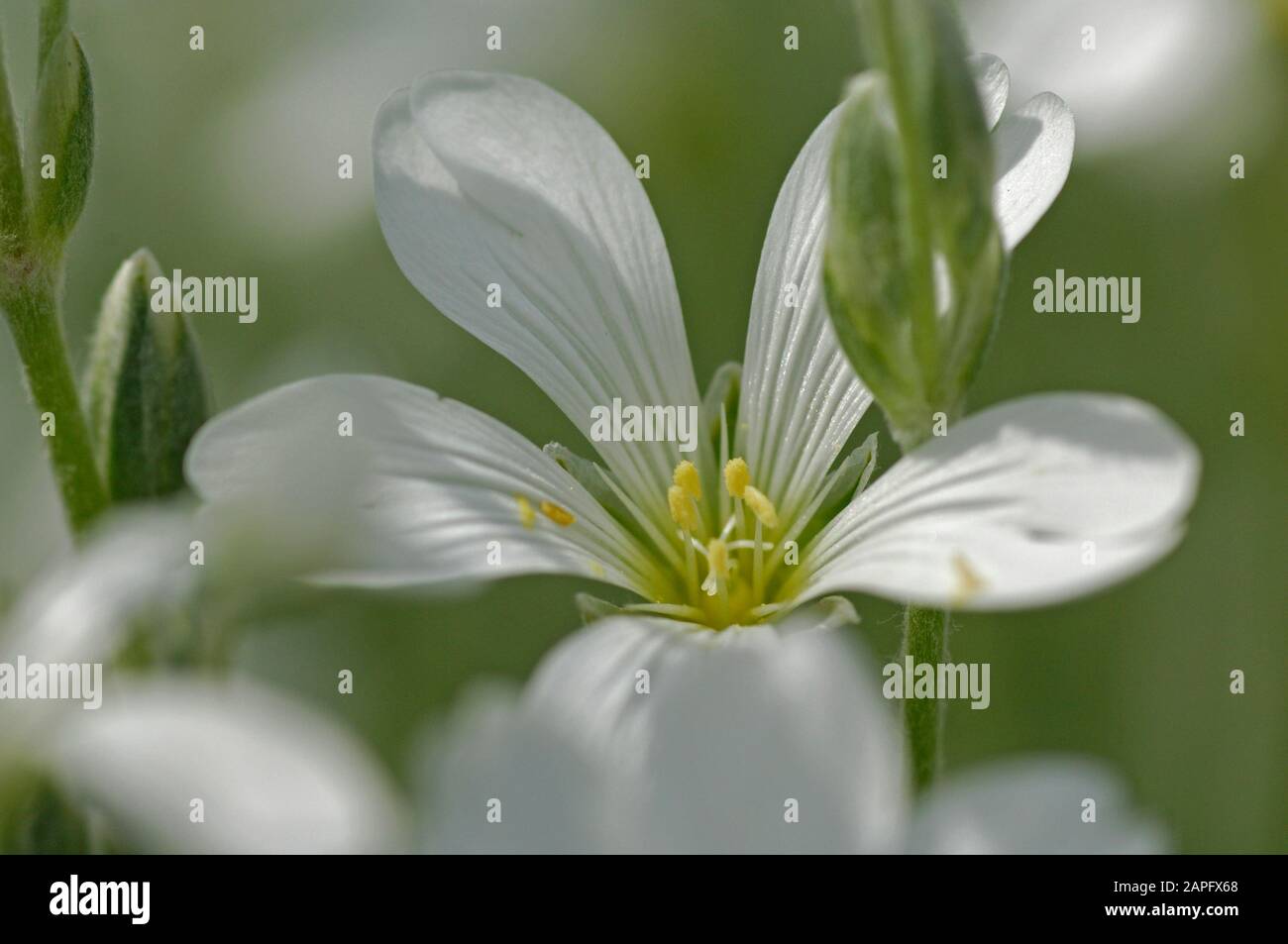 Snow in summer (Cerastium tomentosum) flower Stock Photo