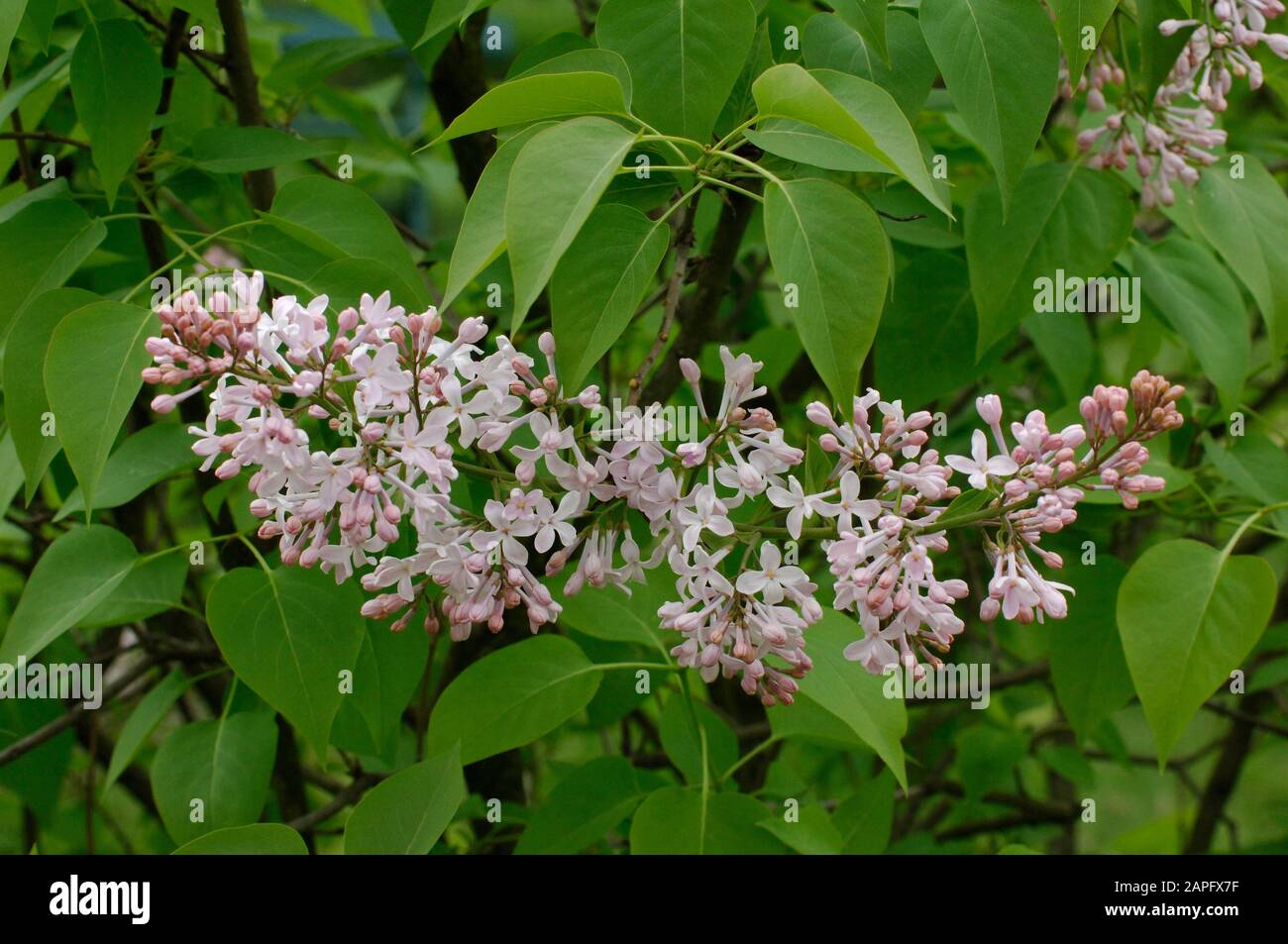 Hyacinthflowered Lilac (Syringa x hyacinthiflora) 'California' pink