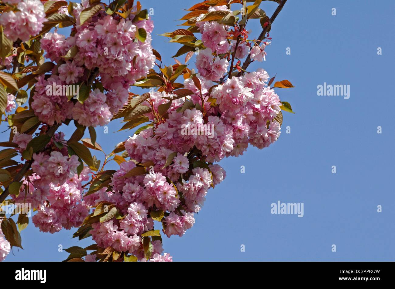 Japanese flowering cherry (Prunus serrulata) 'New Red' in bloom Stock Photo