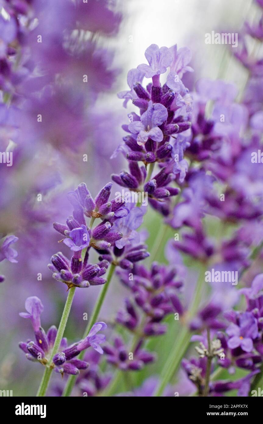 Fine Lavender (Lavandula angustifolia) Stock Photo