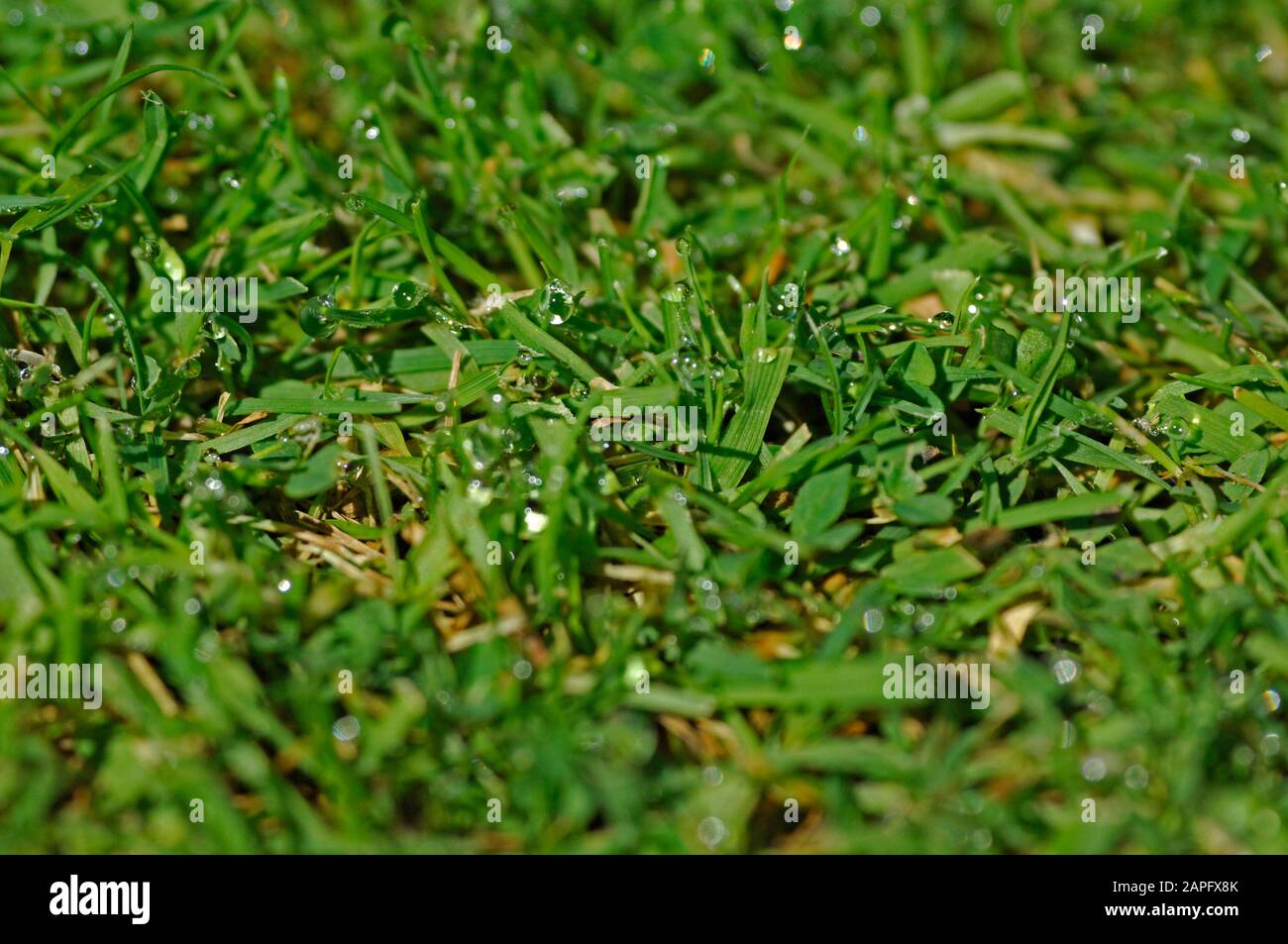 Dew on mowed grass Stock Photo