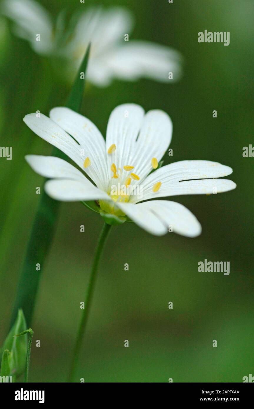 Field chickweed (Cerastium arvense) flower Stock Photo - Alamy