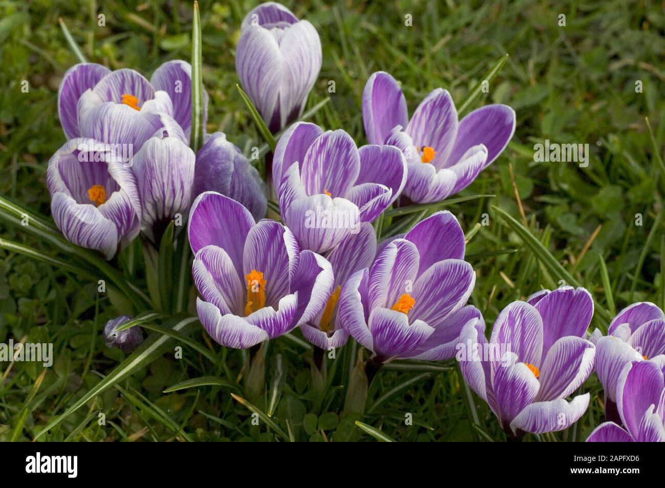 Spring crocus (Crocus vernus) 'Pickwick', flowers Stock Photo