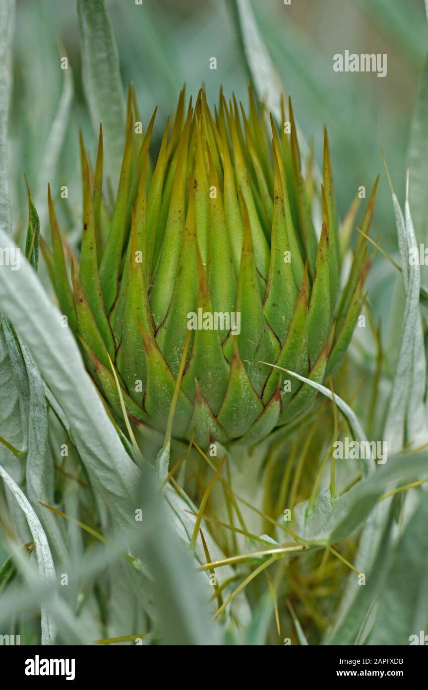 Wild artichoke (Cynara cardunculus), flower Stock Photo