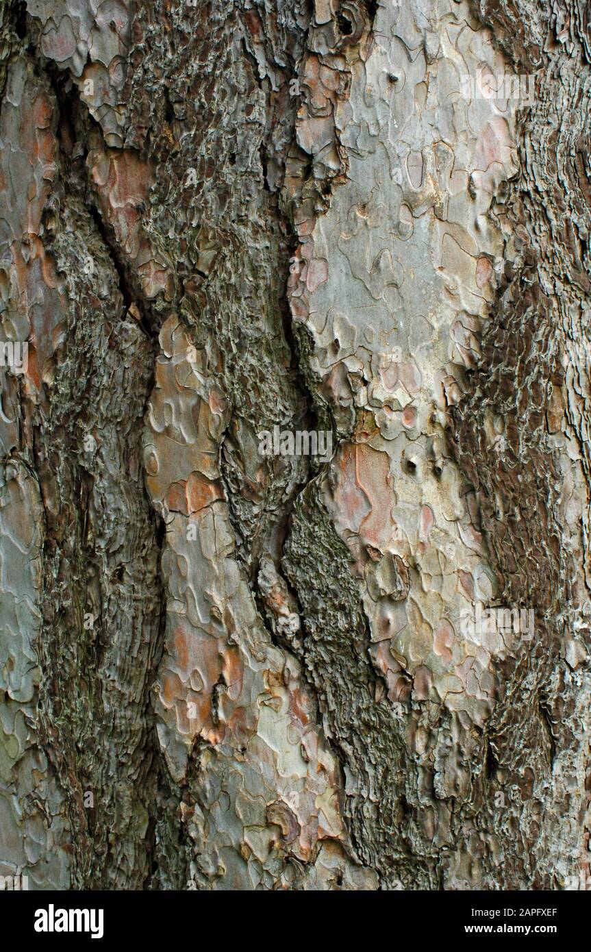 Pine bark (Pinus sp) Stock Photo