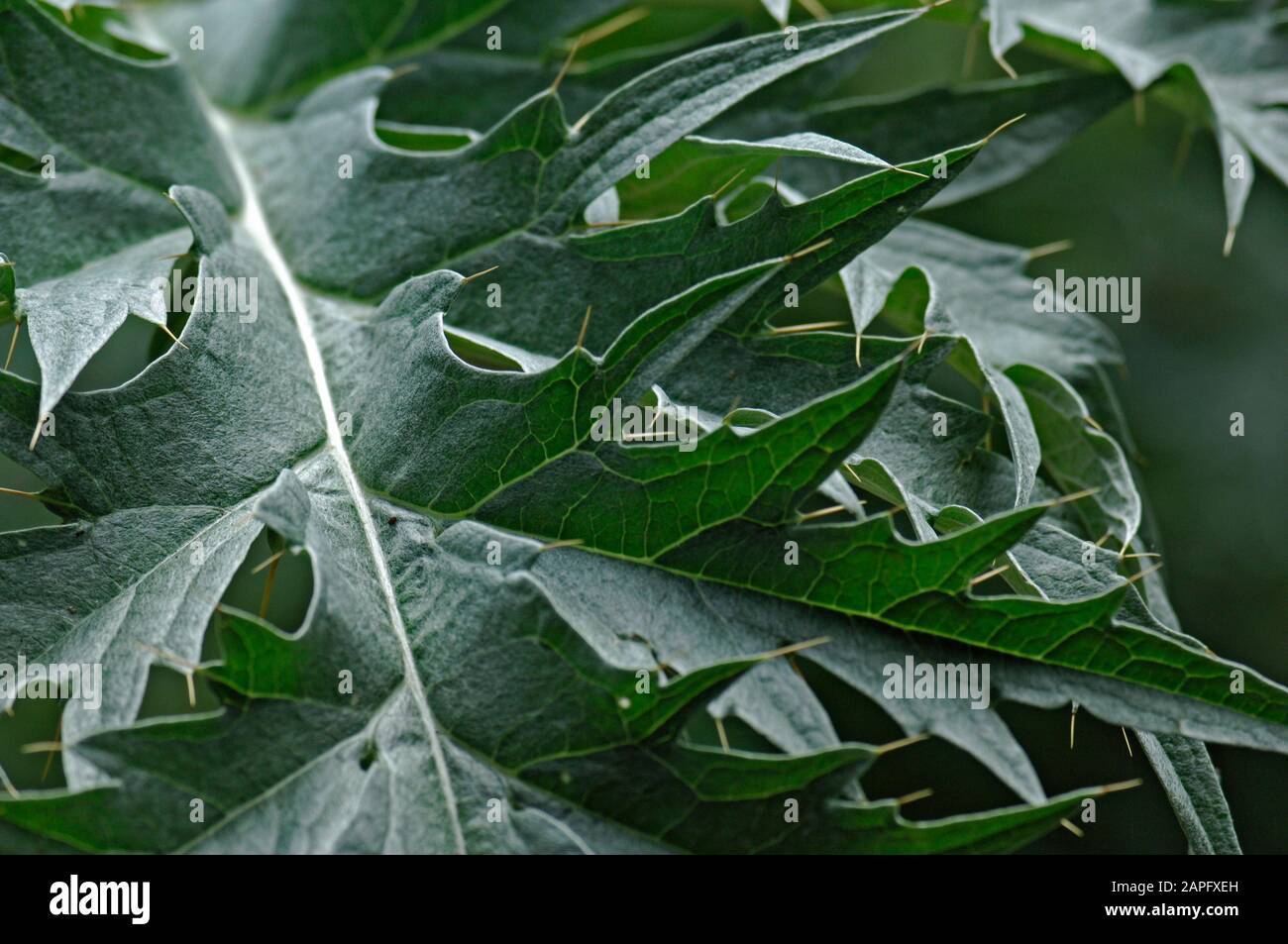 Wild artichoke (Cynara cardunculus), leaf Stock Photo