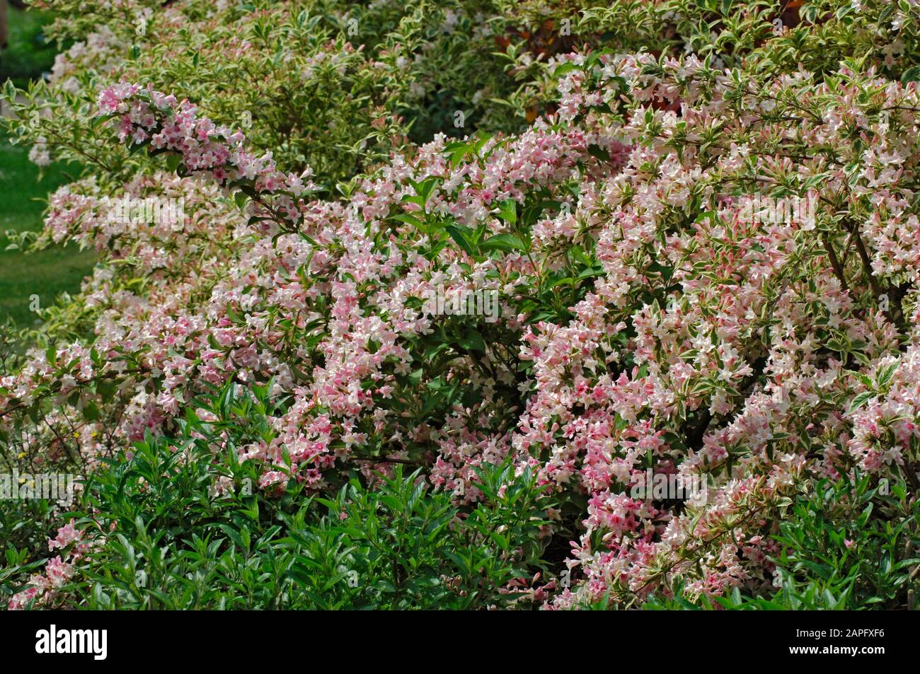 Kolkwitzia Beauty Bush Stock Photos Kolkwitzia Beauty Bush Stock