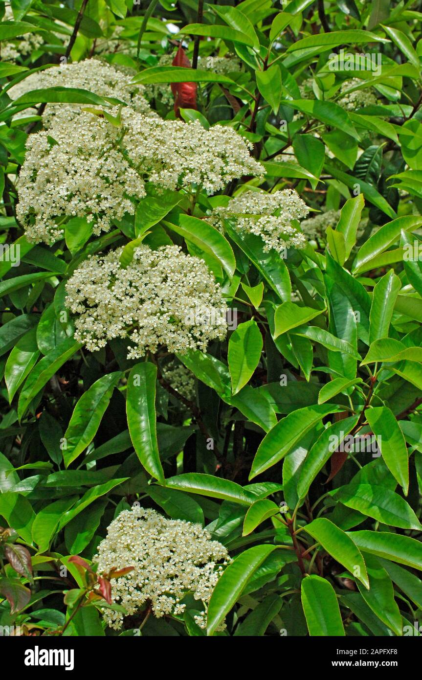 Chinese Photinia (Photinia serratifolia) in bloom Stock Photo - Alamy