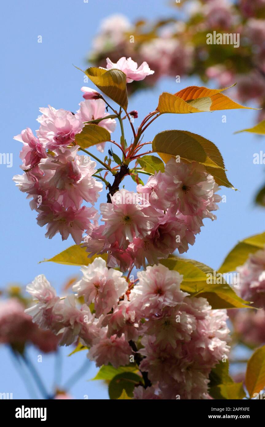 Japanese flowering cherry (Prunus serrulata) 'Hokusai' Stock Photo