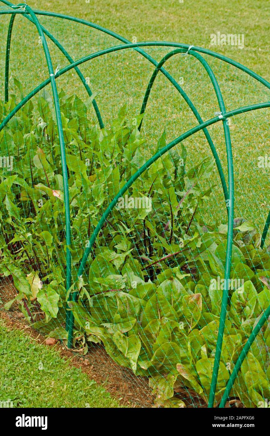 Vegetables under protective net Stock Photo