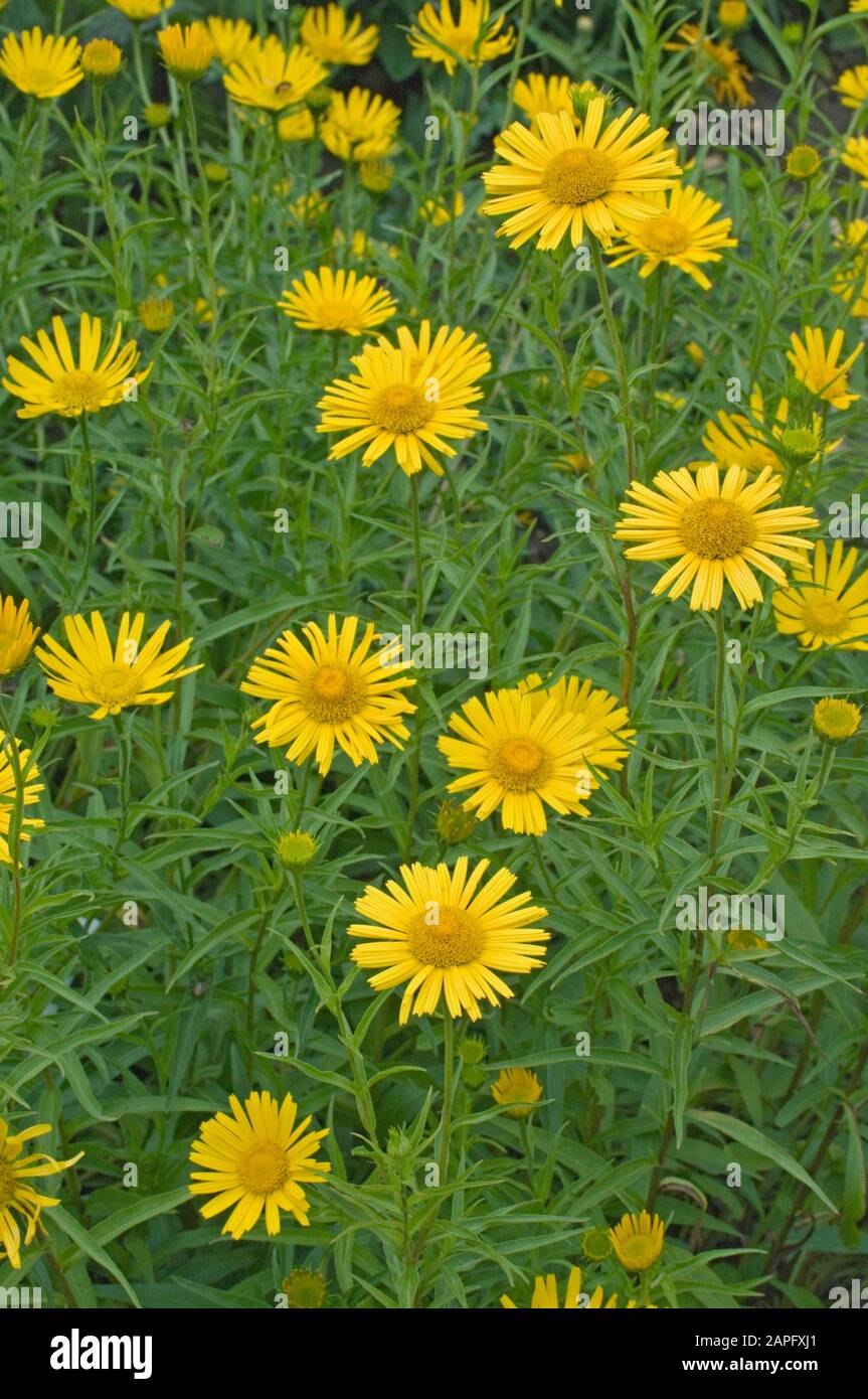 Leopard bane hires stock photography and images Alamy