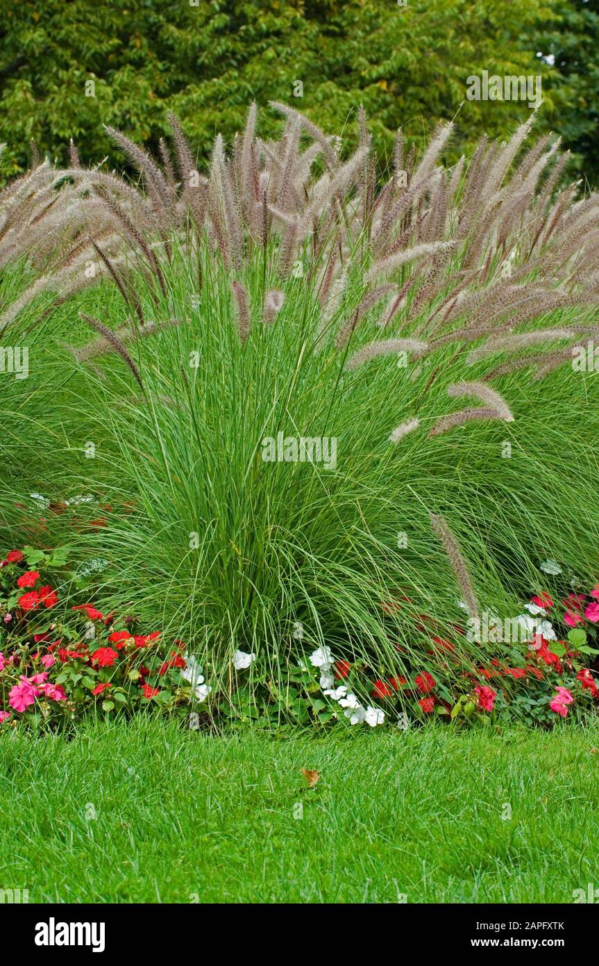 Setaceum Pennisetum Setaceum Fountain Grass