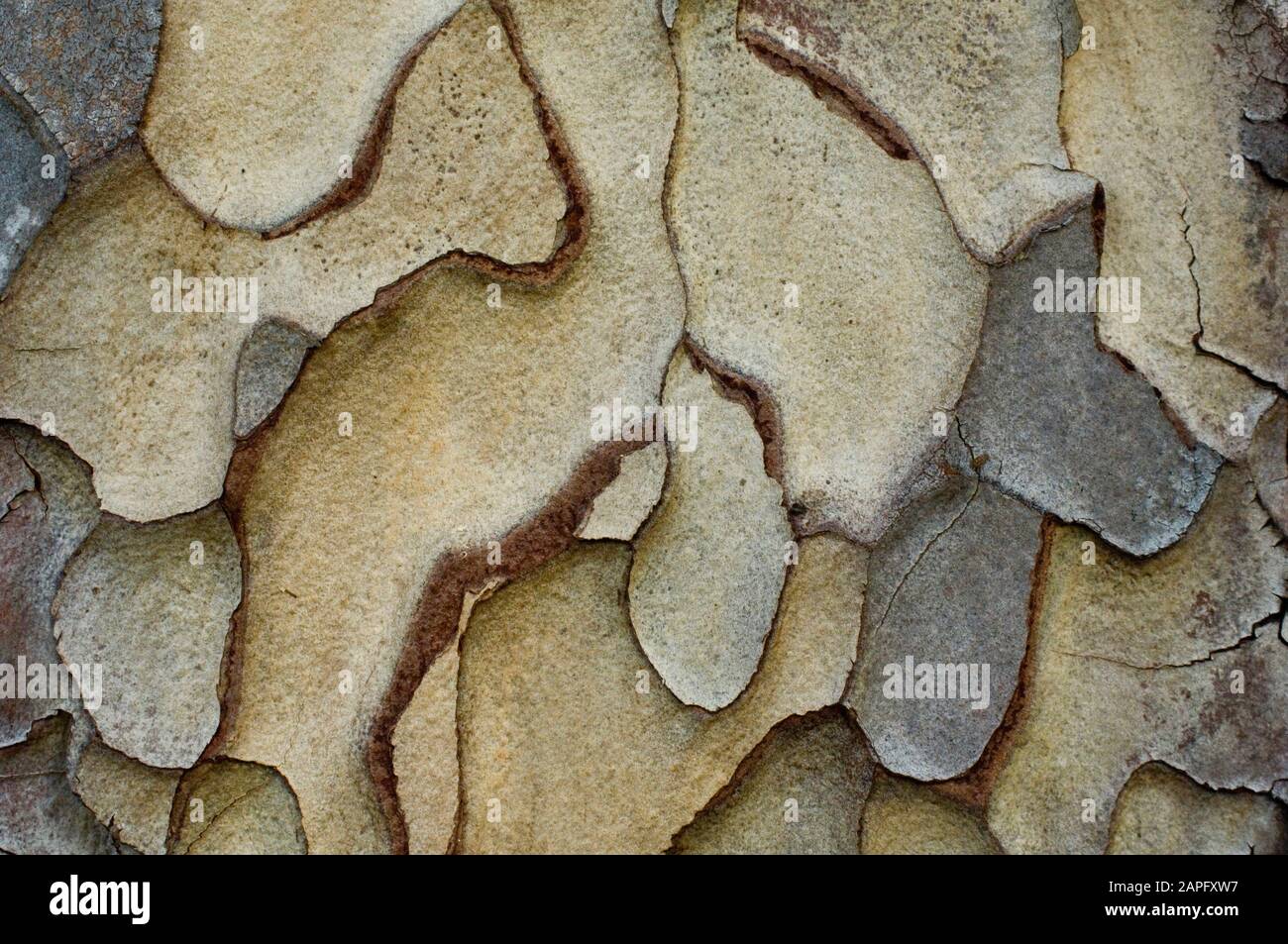 Pine bark (Pinus sp) Stock Photo