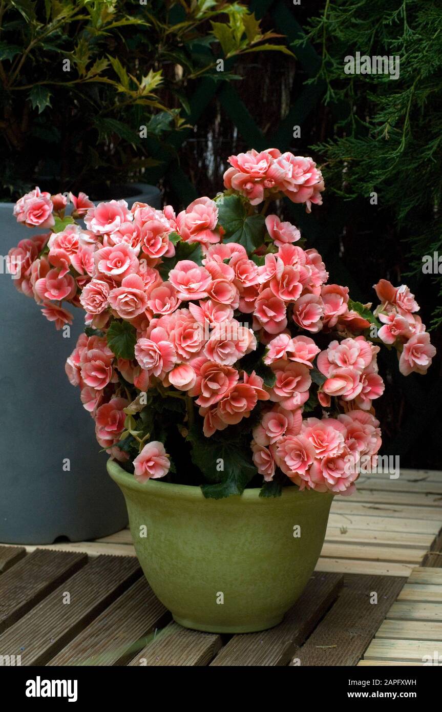Begonia (Begonia elatior) in pot Stock Photo Alamy