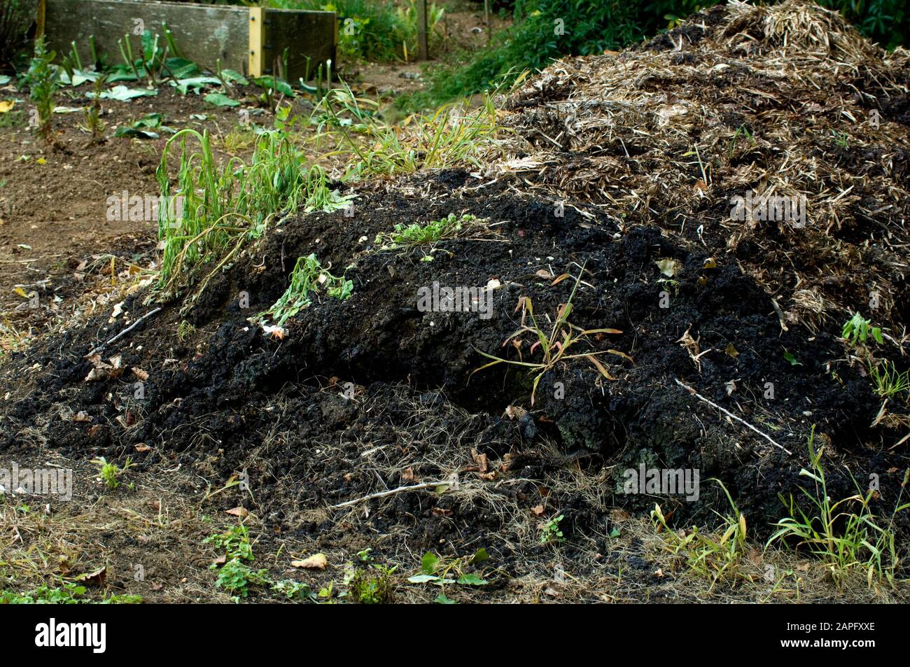 Compost in a vegetable garden. Stock Photo