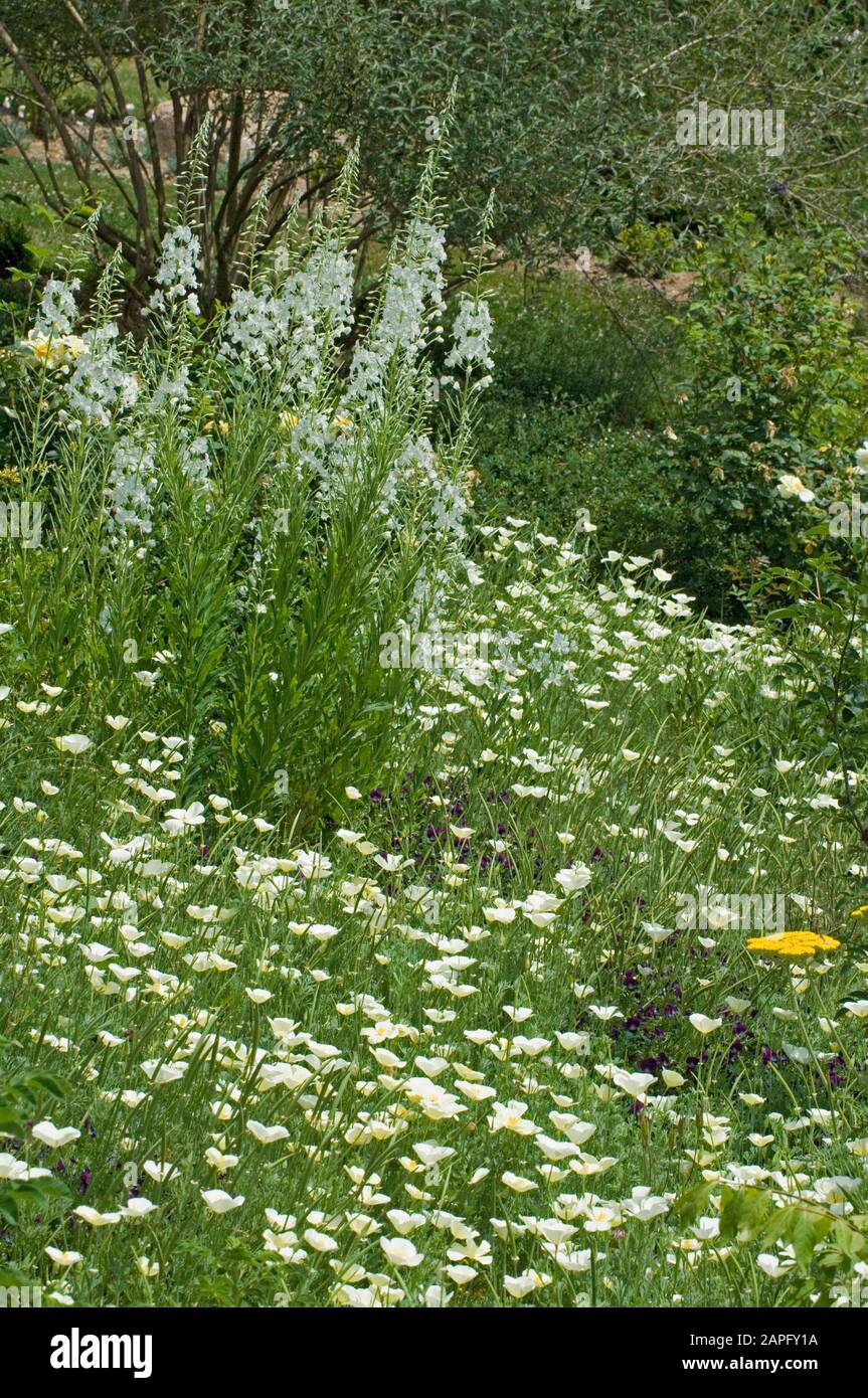 White flower bed: Achillea (Achillea sp), California poppy (Eschscholzia californica), Fireweed (Epilobium angustifolium). Garden of the Zephyr. Franc Stock Photo