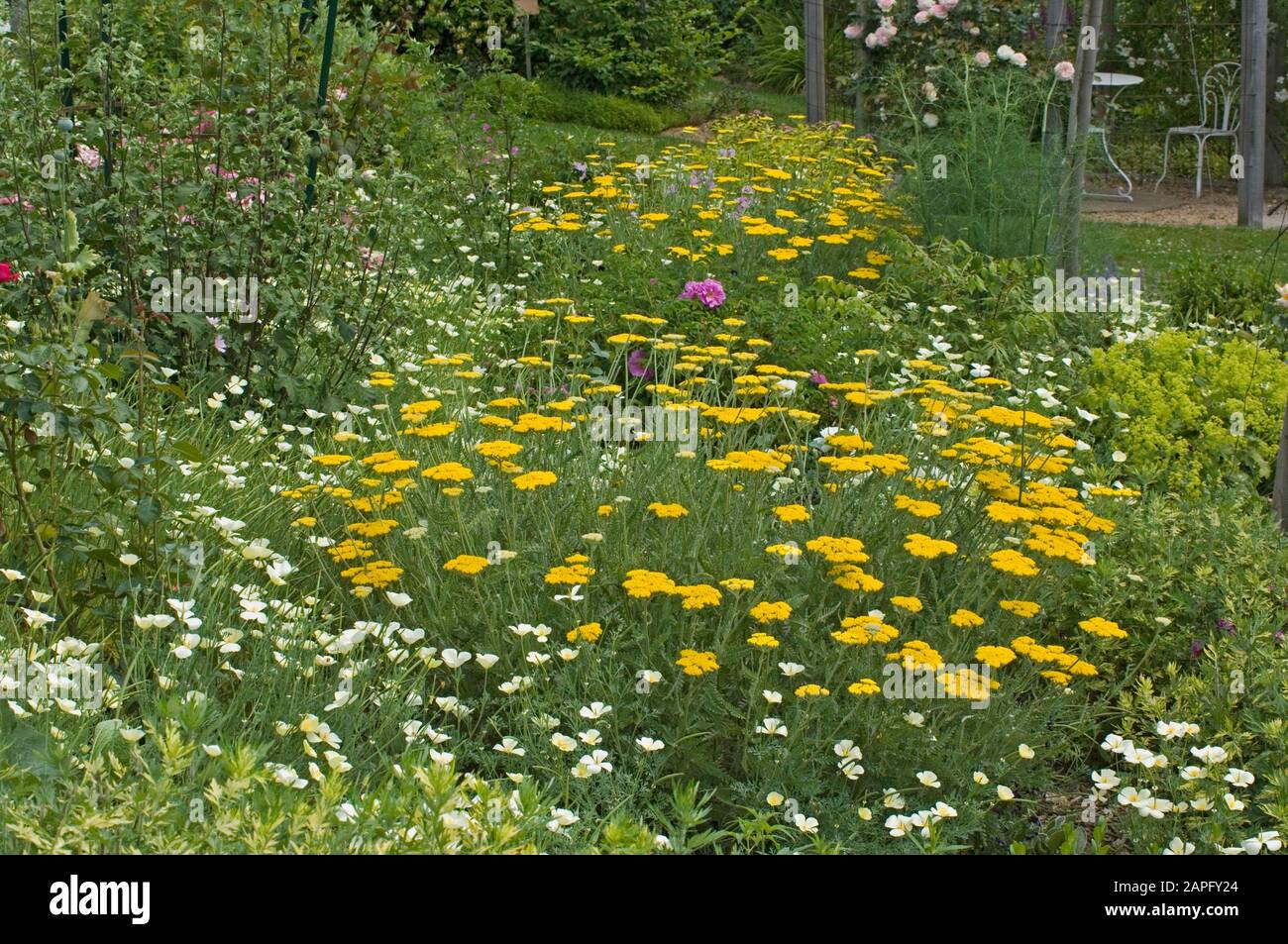 Yellow flower bed: Achillea (Achillea sp), California poppy (Eschscholzia californica), Rose (Rosa sp). Garden of the Zephyr. France Stock Photo