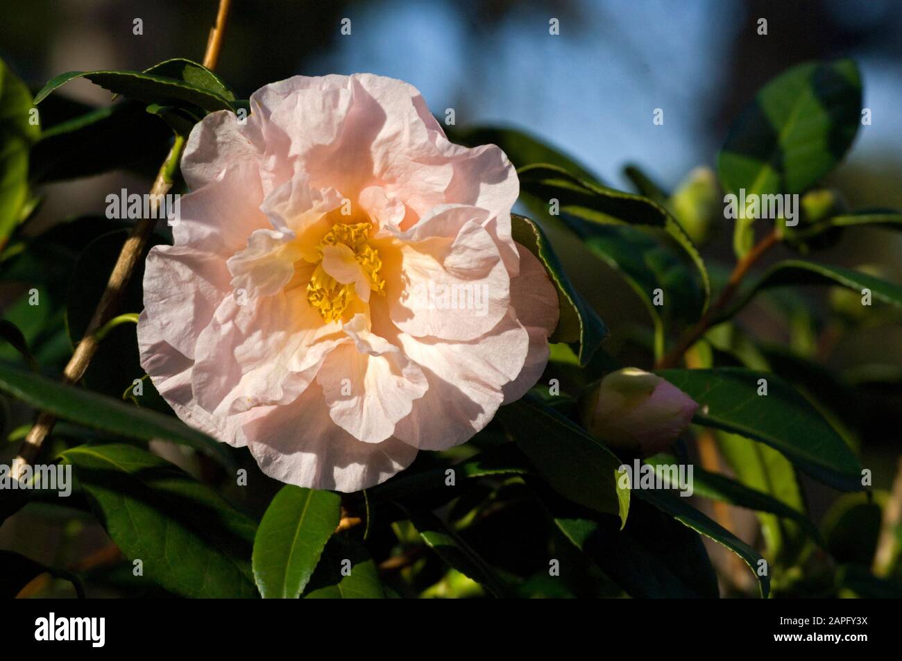 Japanese Camellia (Camellia japonica) ‘Moonlight Bay’, flower Stock