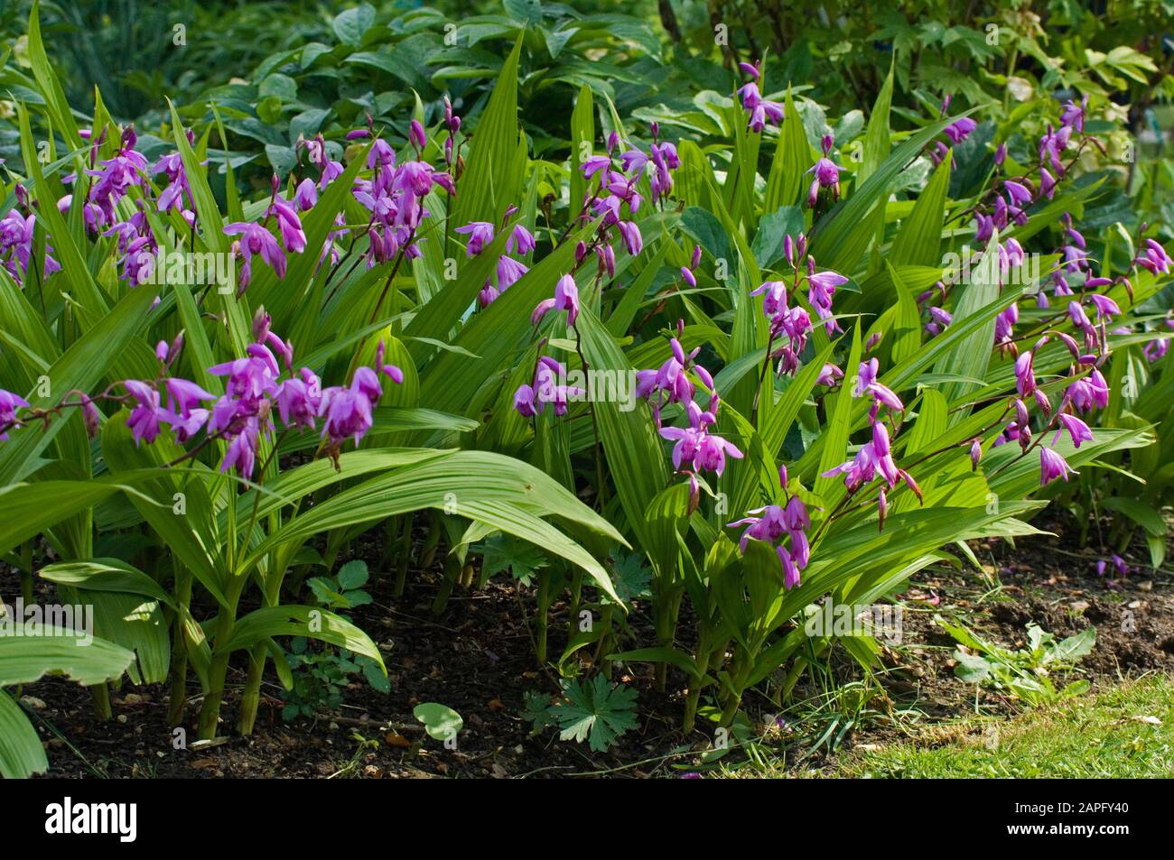 Hardy Orchid (Bletilla striata) in bloom Stock Photo