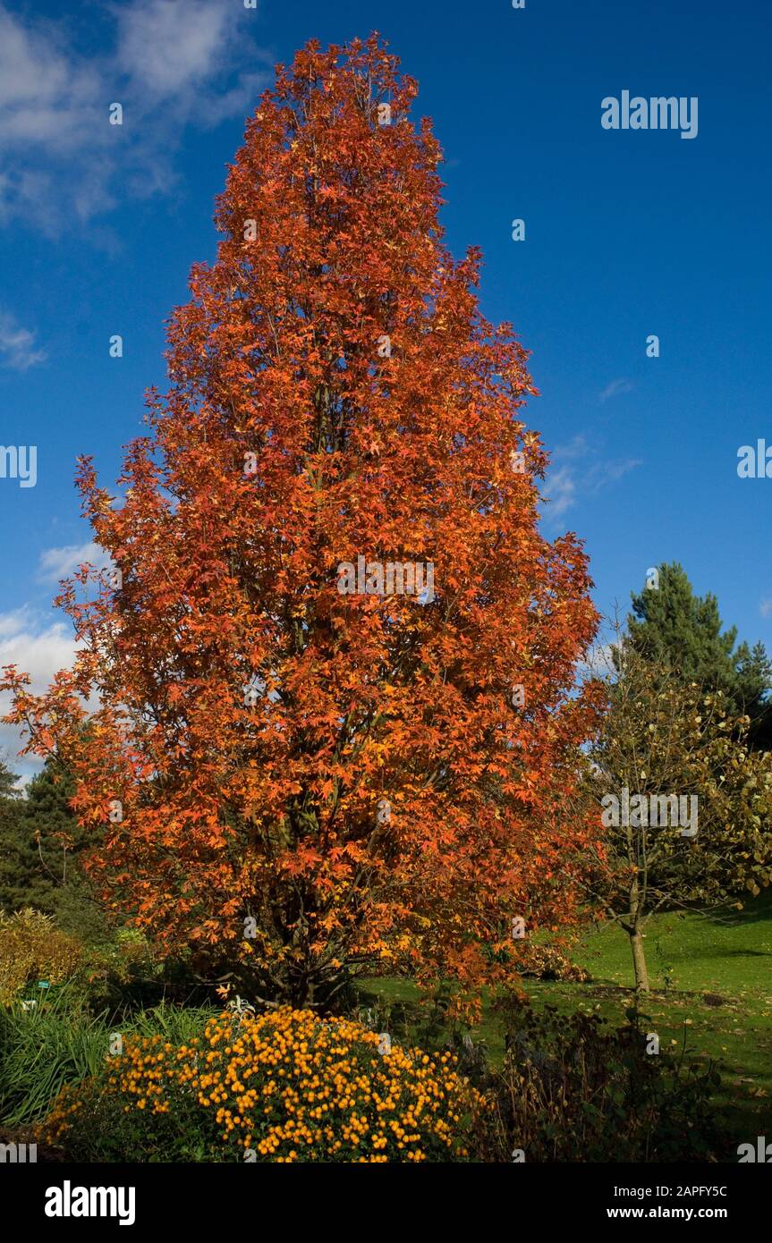 Swamp Spanish oak (Quercus palustris) in autumn Stock Photo Alamy