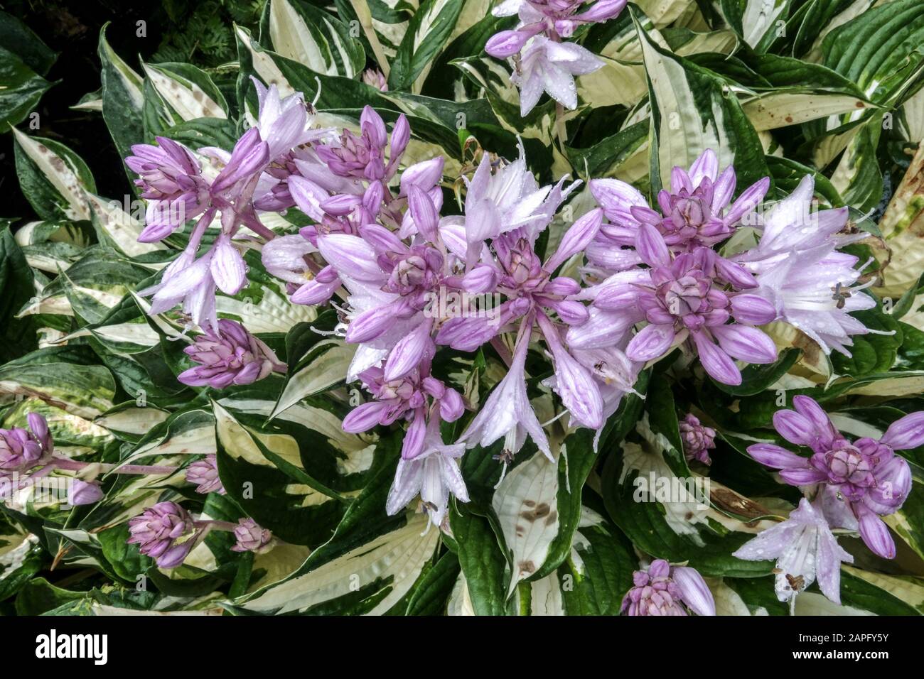 Hosta Fire And Ice Hostas In Bloom Stock Photo Alamy Hosta Fire And Ice Hostas In Bloom Stock Photo Alamy
