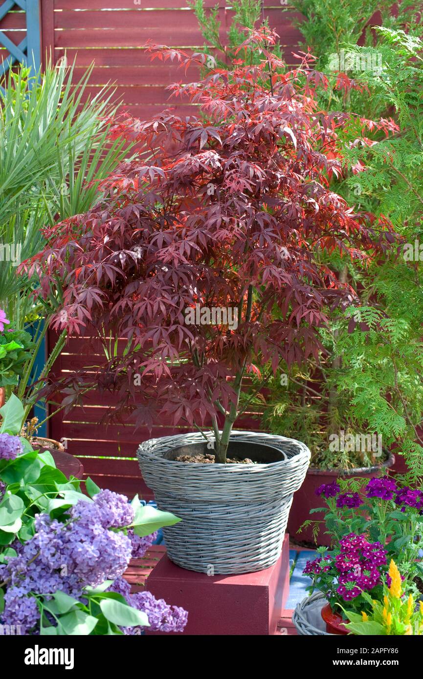 Acer tataricum Potted Maple Tree Plant in 9cm Pot 