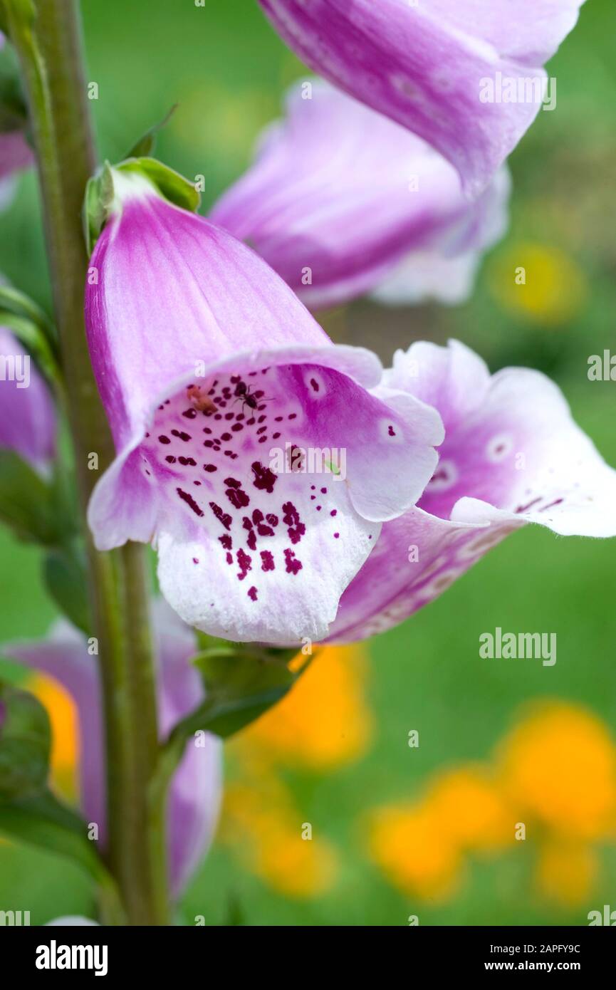 Purple foxglove (Digitalis purpurea) 'Gloxinioïdes' flower in spring Stock Photo