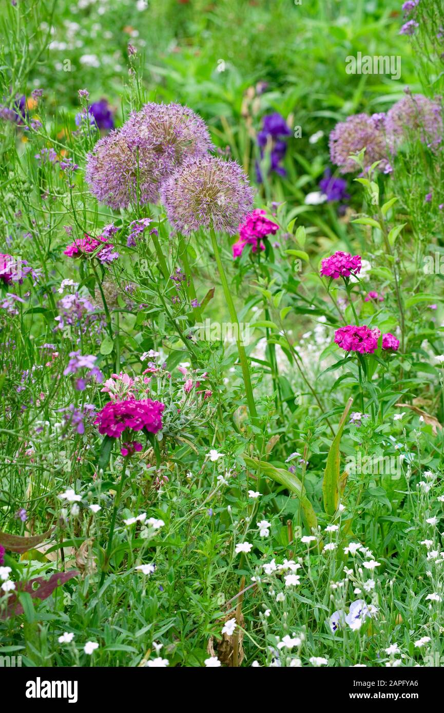 Ornamental garlic (Allium sp) in bloom in spring Stock Photo Alamy
