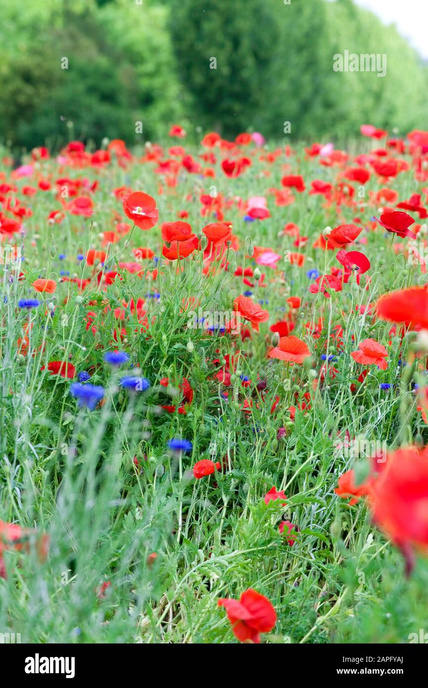 Poppy (Papaver rhoeas) 'Angels Wings' in bloom in spring Stock Photo ...