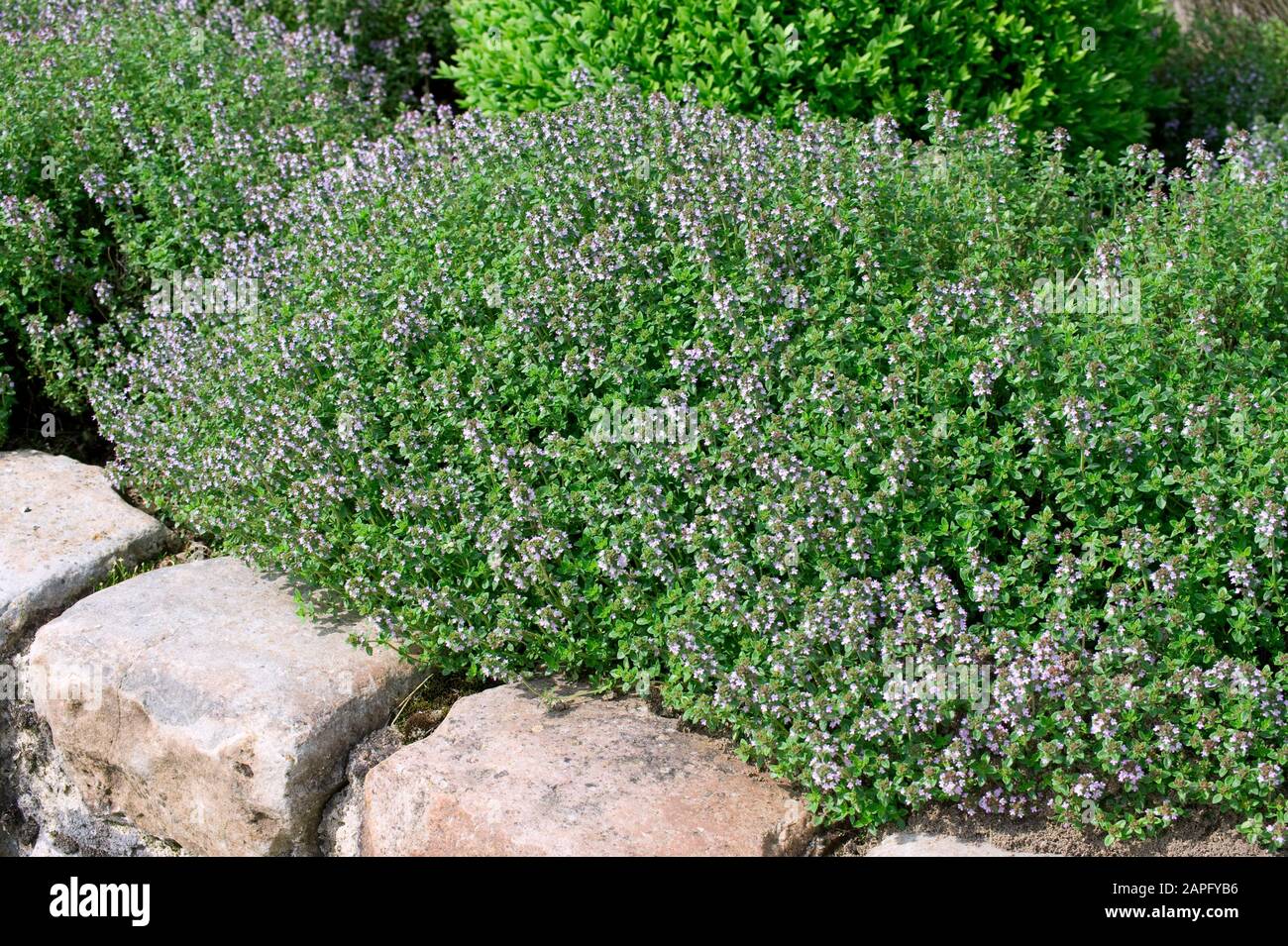 Large Thyme (Thymus pulegioides) in bloom in spring Stock Photo Alamy