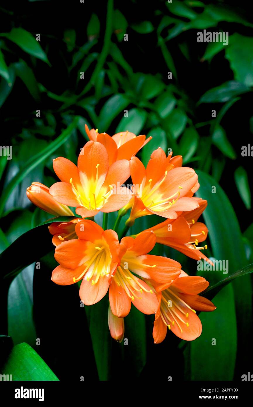 Kaffir lily (Clivia miniata) flowers Stock Photo
