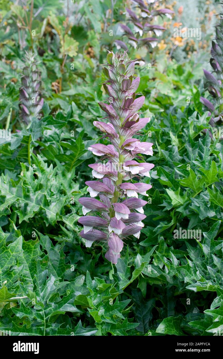 Acanthus (Acanthus sp) in bloom Stock Photo