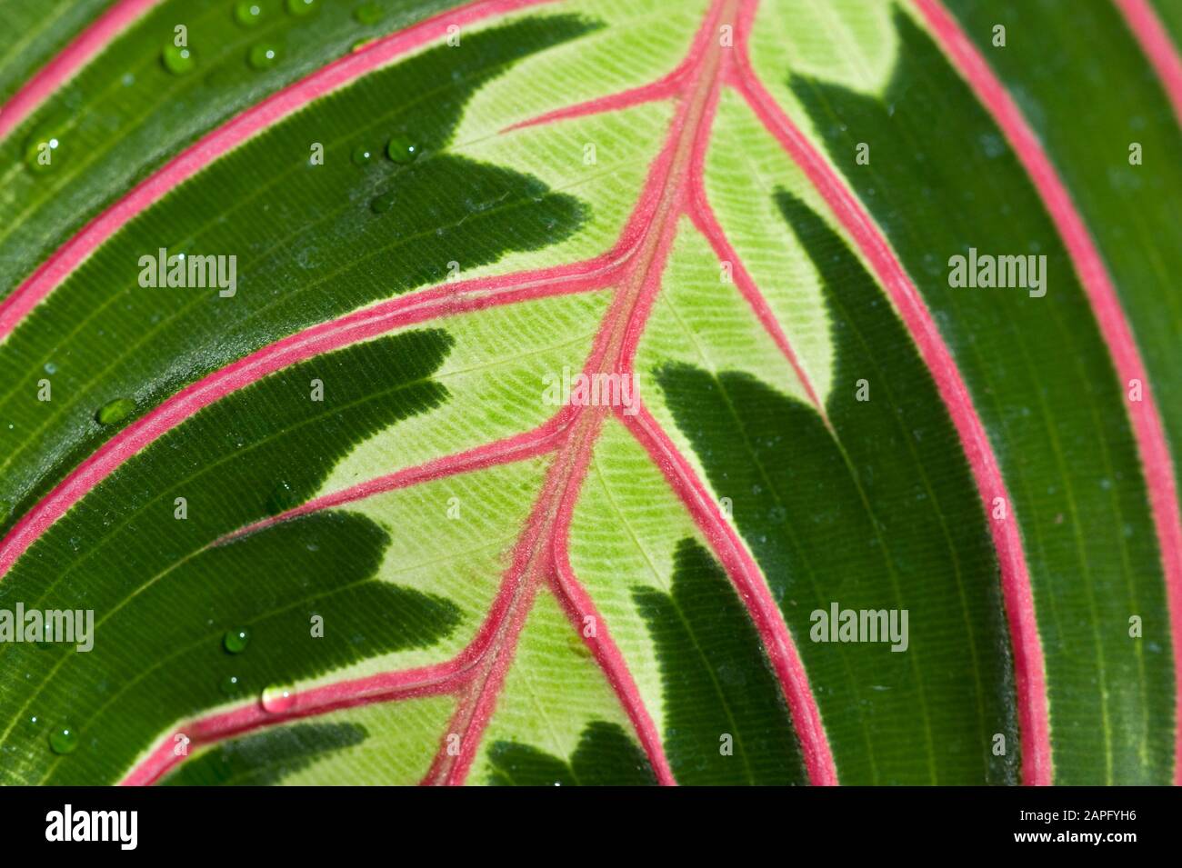 Prayer Plant (Maranta leuconeura) 'Erythroneura', syn. 'Erythrophylla' Stock Photo
