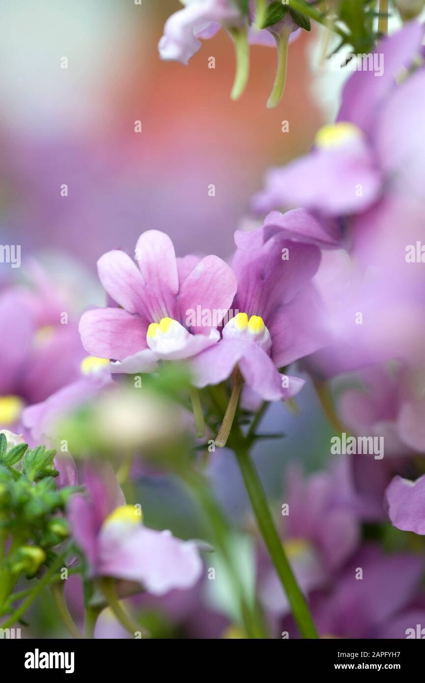 Serbian bellflower (Campanula poscharskyana) flowers Stock Photo Alamy