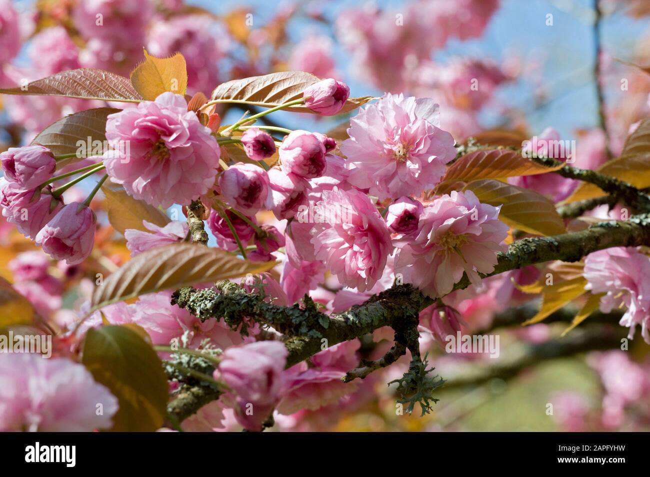 Ornamental cherry tree (Prunus sp) in bloom in spring Stock Photo