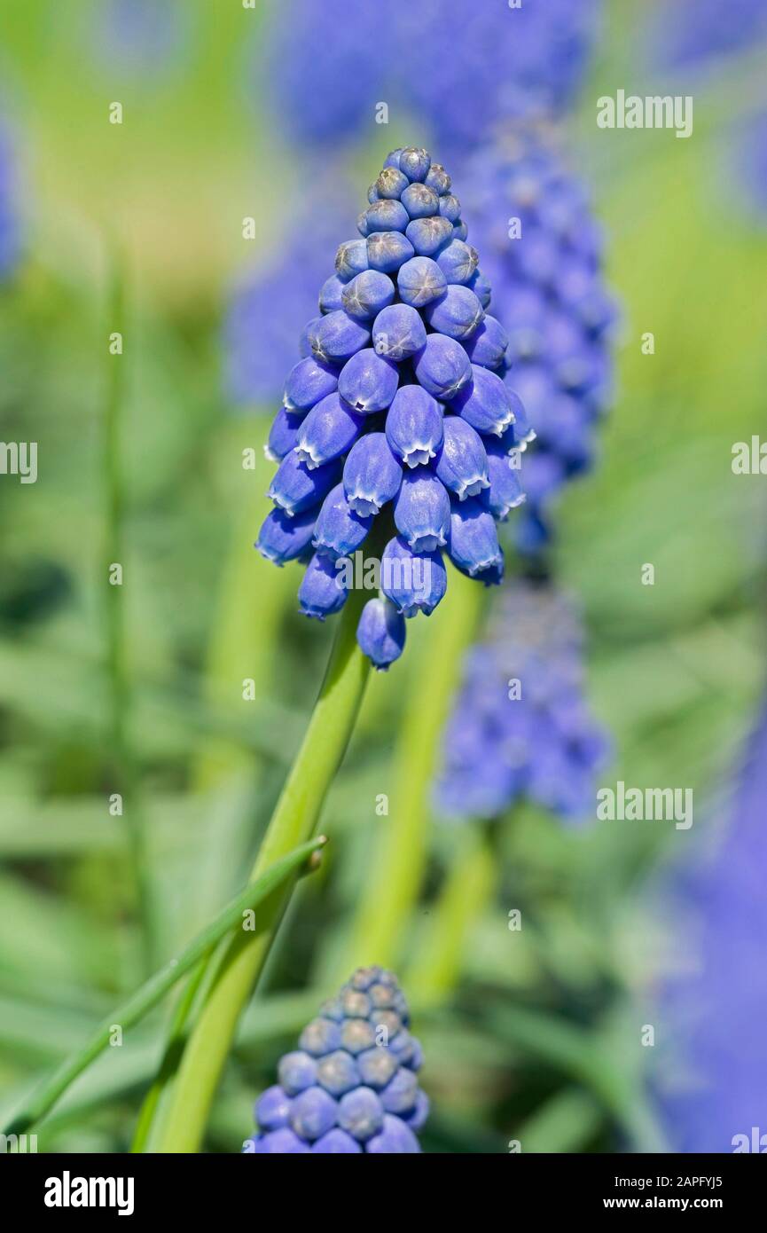 Broad-leaved Grape Hyacinth (Muscari latifolium) in bloom in spring Stock Photo