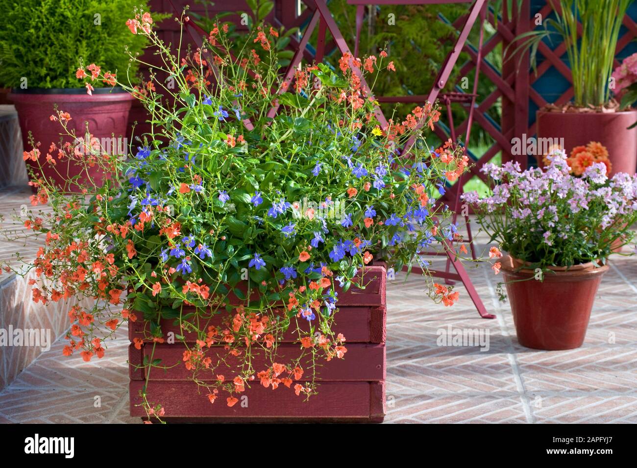 Flowered balcony: Lobelia (Lobelia sp), Diascia (Diascia sp) in pots ...