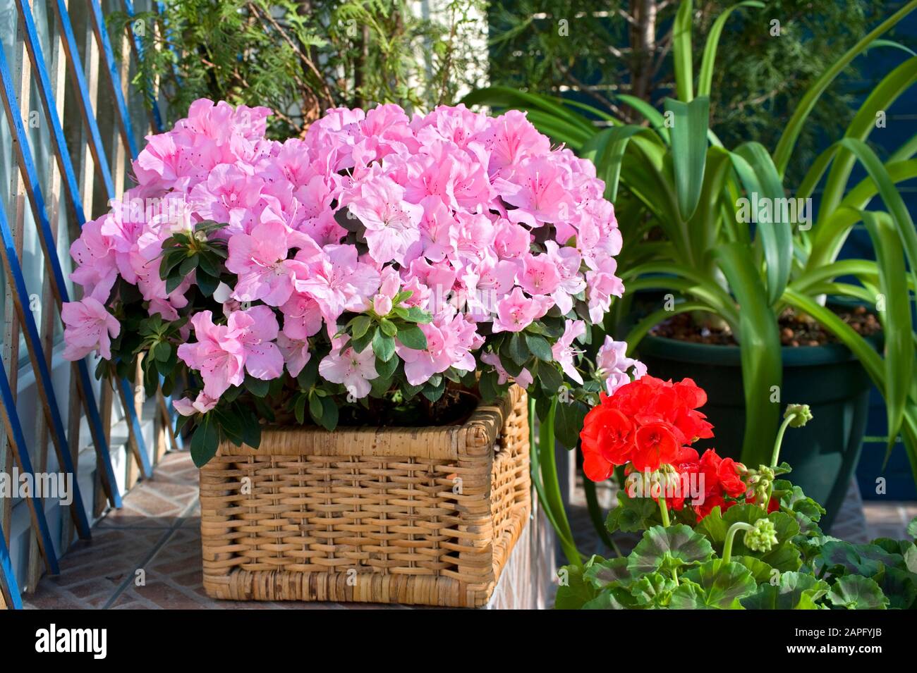Flowered balcony : Azalea (Rhododendron sp) in spring Stock Photo - Alamy