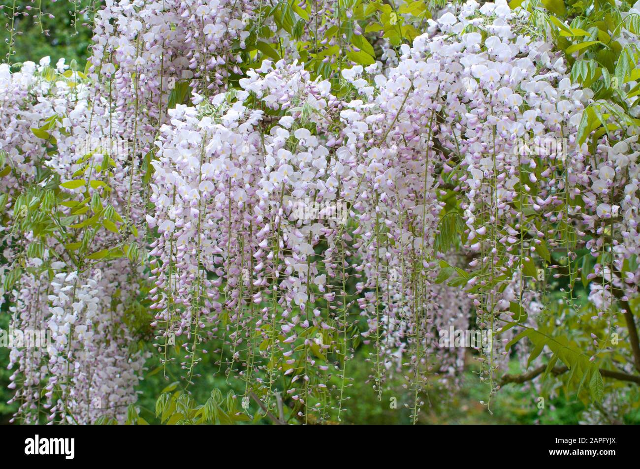 1 PLANT Wisteria floribunda alba GLICINE WHITE PLANT ORNAMENTAL FLOWER