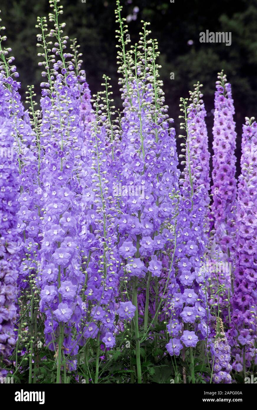 Candle Larkspur (Delphinium elatum) 'Clifford Sky' in bloom Stock Photo
