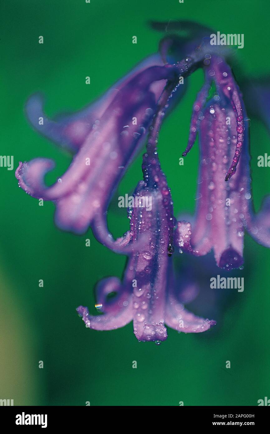 Bluebell (Hyacinthoides non scripta) flowers in spring Stock Photo